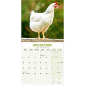 Calendrier Poussin 2026 Poule