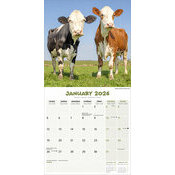 Calendrier 2026 Vache