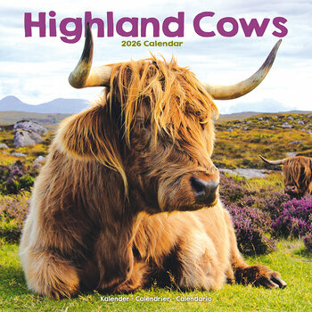 Calendrier 2026 Vache Highland