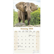 Calendrier 2026 Elphant