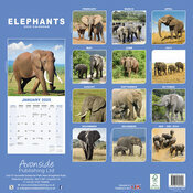 Calendrier Mural 2025 Elephant