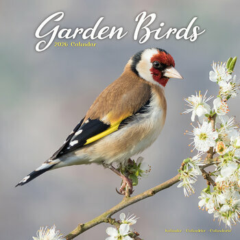 Calendrier 2026 Oiseaux du Jardin Rouge Gorge