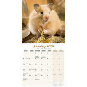 Calendrier 2025 Hamster