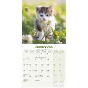 Calendrier 2025 Chatons blanc et gris