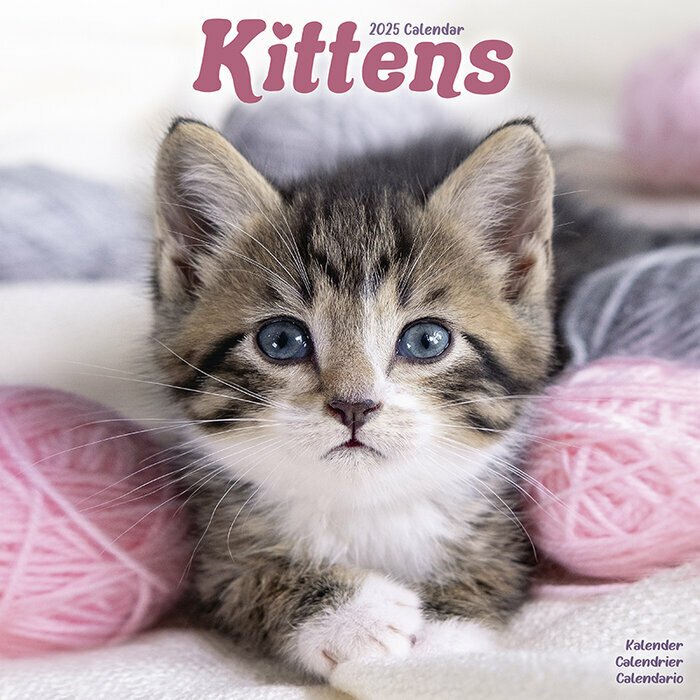 Calendrier 2025 Chatons tigr