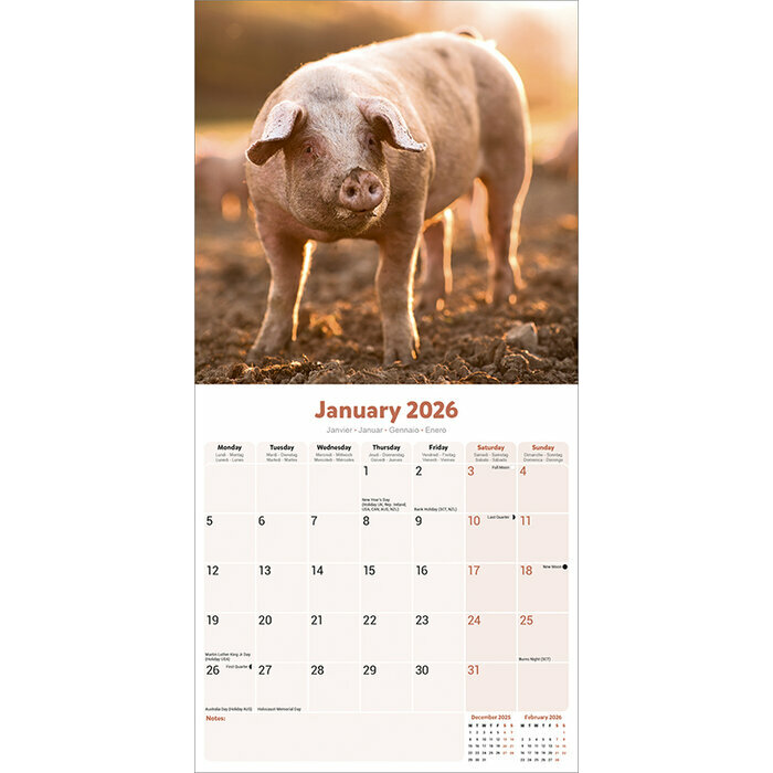 Calendrier Mural 2026 Cochon de la ferme