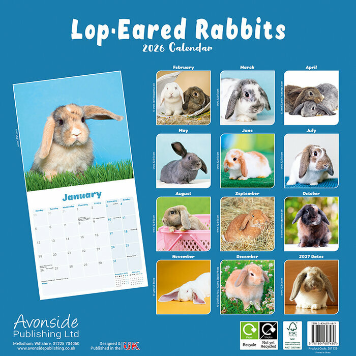 Calendrier 2026 papier  Lapin oreilles tombantes gris et blanc