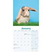 Calendrier 2026  Lapin oreilles tombantes gris et blanc