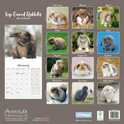 Calendrier 2025 Lapin oreilles tombantes