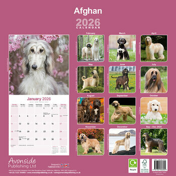 Calendrier 2026 Lévrier Afghan