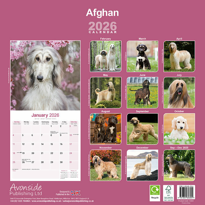 Calendrier 2026 papier Lvrier Afghan Nature