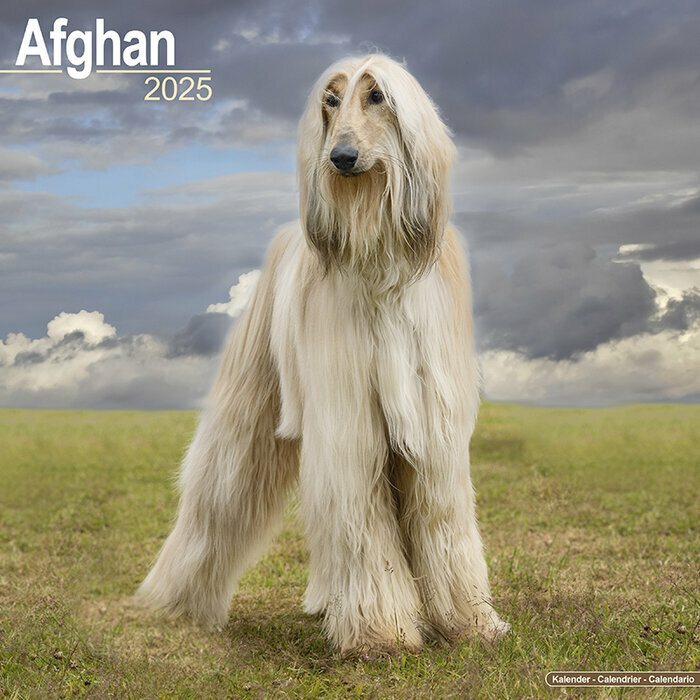 Calendrier 2025 Lvrier Afghan Nature