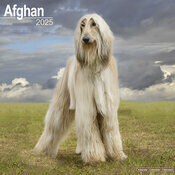 Calendrier 2025 Lvrier Afghan Nature