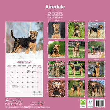 Calendrier 2026 Airedale Terrier