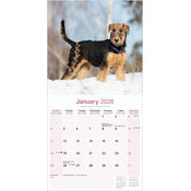 Calendrier 2026 Airedale fort