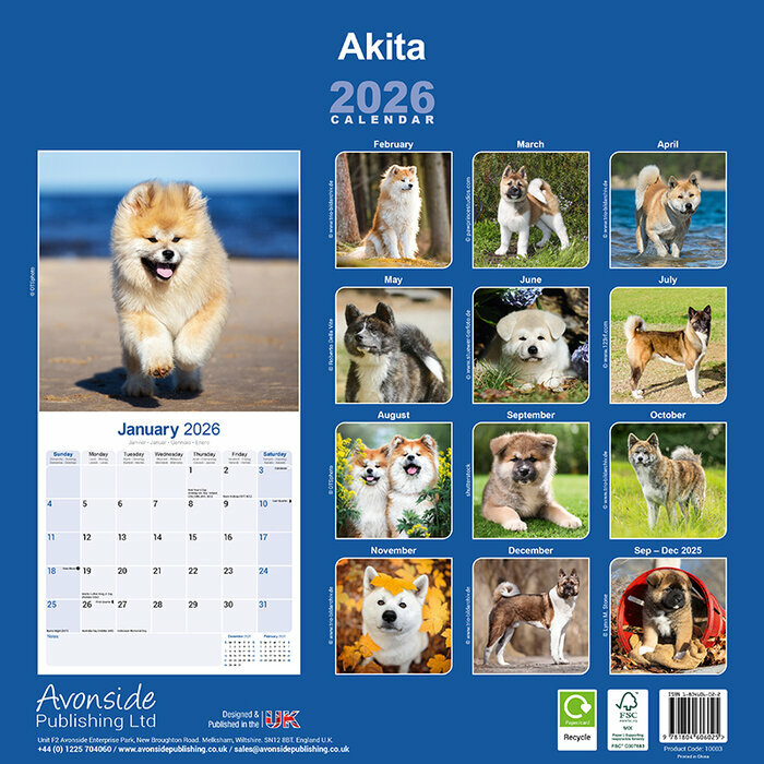 Calendrier Mural 2026 papier Grand Akita Amricain