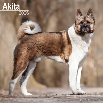 Calendrier 2026 Akita Inu Akita Américain