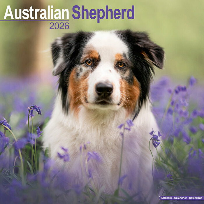 Calendrier Mural 2026 Berger Australien Bleu Merle 