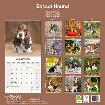 Calendrier 2026 Basset Hound