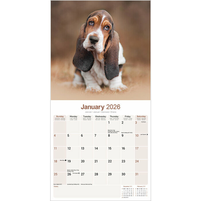 Calendrier 2026 Basset Hound 