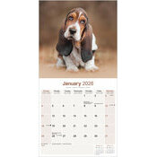 Calendrier 2026 Basset Hound 