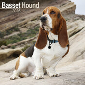 Calendrier Mural 2025 Basset Hound