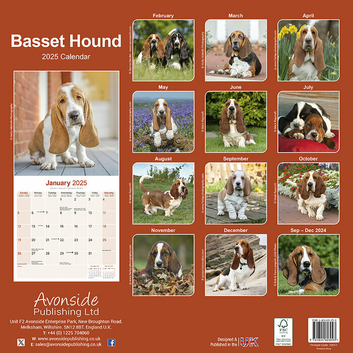 Calendrier Mural 2025 Basset Hound 