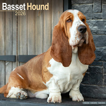 Calendrier 2026 Basset Hound