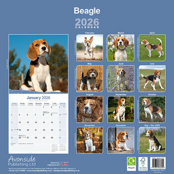 Calendrier 2026 Beagle