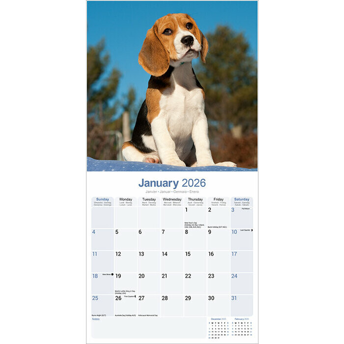 Calendrier 2026 Chien Beagle Nature