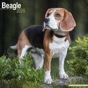 Calendrier Mural 2025 Chien Beagle Nature