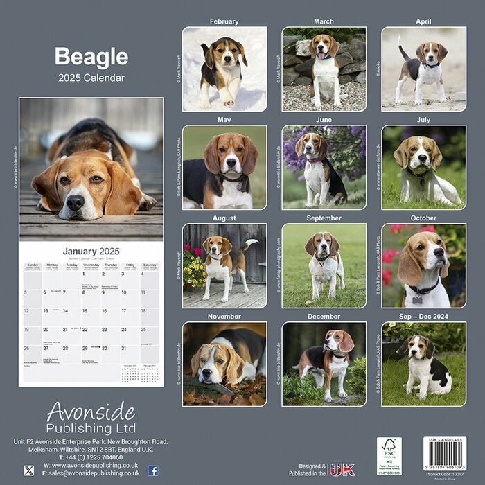 Calendrier Chien de Race Beagle 2025