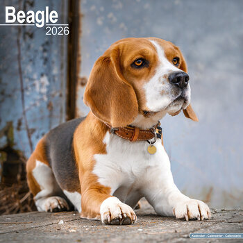 Calendrier 2026 Beagle