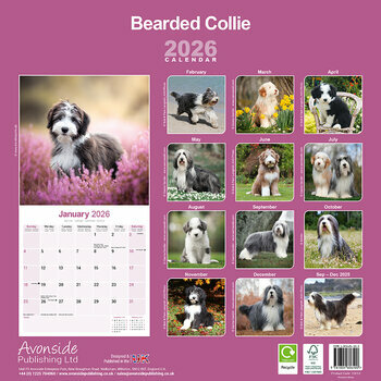 Calendrier 2026 Bearded Collie