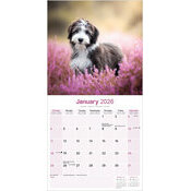 Calendrier 2026 Chien Bearded Collie Nature