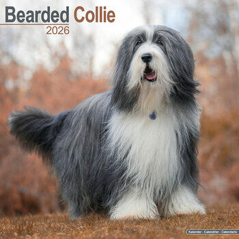 Calendrier 2026 Bearded Collie