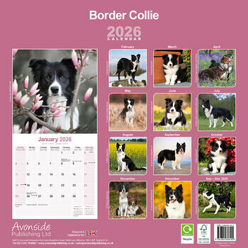 Calendrier 2026 Border Collie