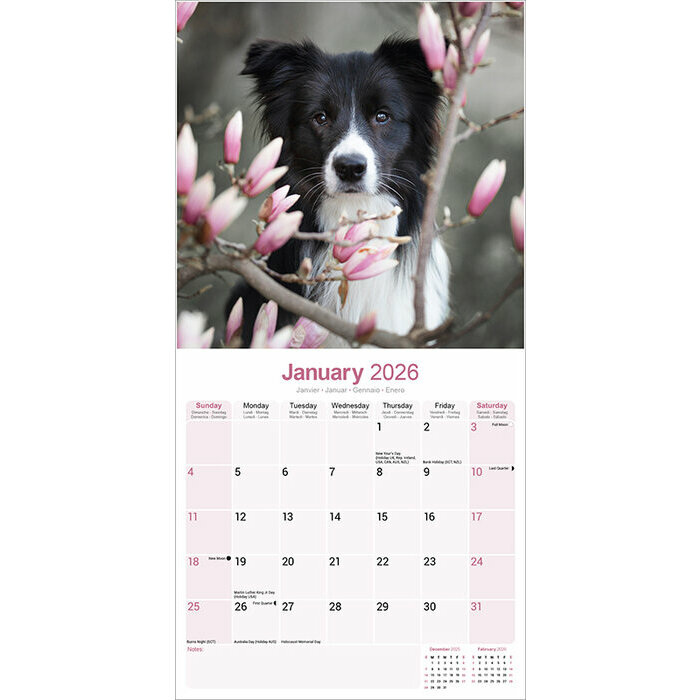 Calendrier 2026 Berger Border Collie 2025