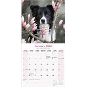 Calendrier 2026 Berger Border Collie 2025