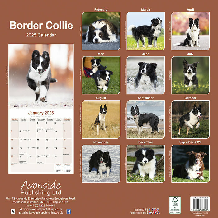 Calendrier Border Collie 2025