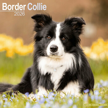 Calendrier 2026 Border Collie