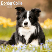 Calendrier Mural Chien Berger Border Collie 2026