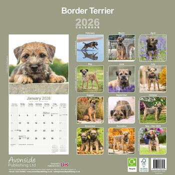 Calendrier 2026 Border Terrier