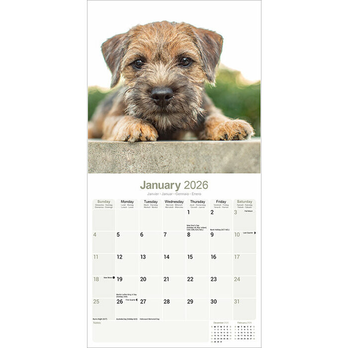 Calendrier 2026 Border Terrier