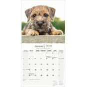 Calendrier 2026 Border Terrier