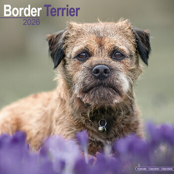 Calendrier 2026 Border Terrier