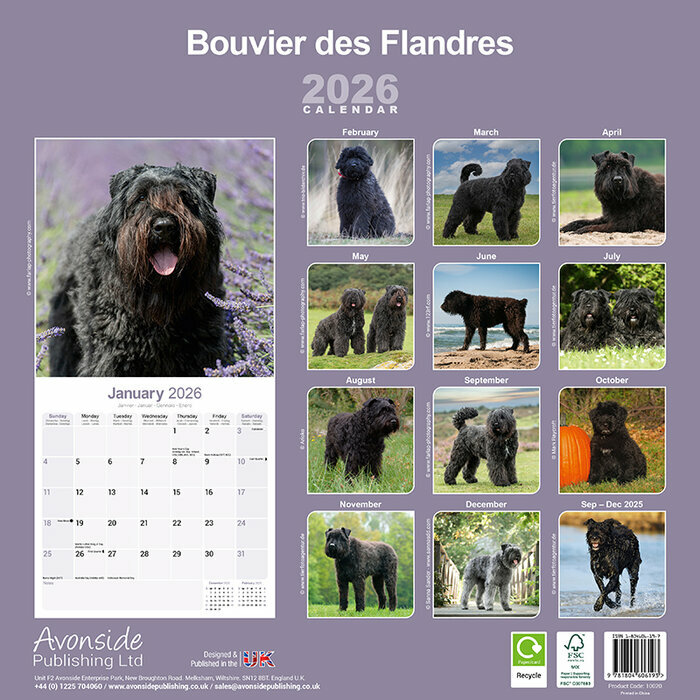 Calendrier papier Bouvier des Flandres 2026