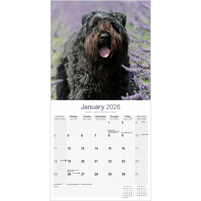 Calendrier Bouvier des Flandres 2026