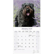 Calendrier Bouvier des Flandres 2026