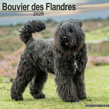 Calendrier 2025 Bouvier des Flandres